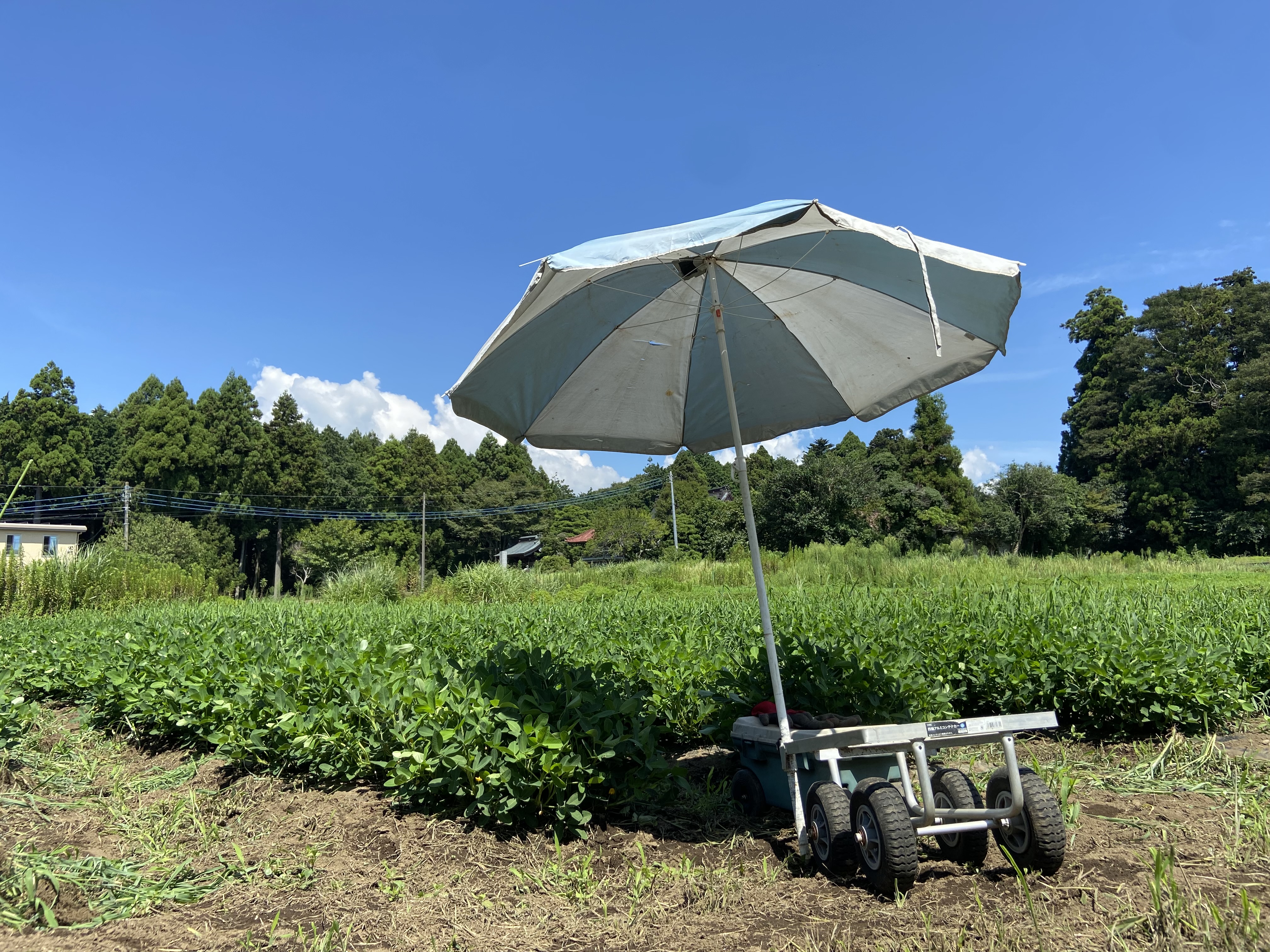 富士山大落花生 イメージ